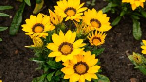 Por qué se regalan flores amarillas y qué significado tienen realmente