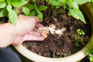 Cómo hacer fertilizante casero para plantas